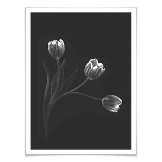 Poster Pan - Tulpentrio 