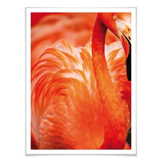 Poster Flamingo 