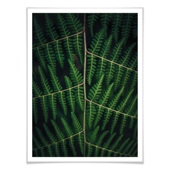 Plakat - Botanical 03 Plakat - Botanical 03