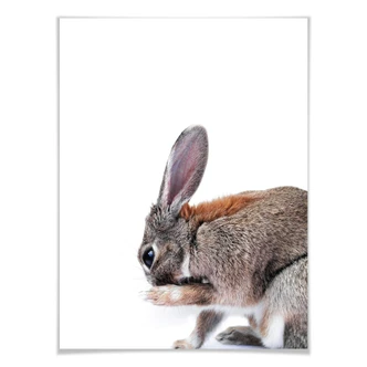 Premiumaffisch - Lepus Premiumaffisch - Lepus