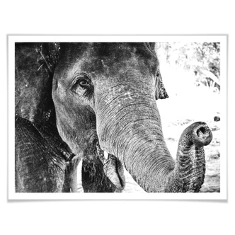 Poster Indian Elephant 