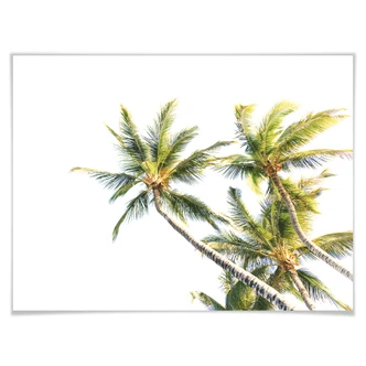 Poster - Palmtrees 05 