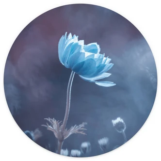Blauwe Bloem | Bloemen Fotobehang - Bravin - Rond - vliesbehang/zelfklevend vliesbehang 