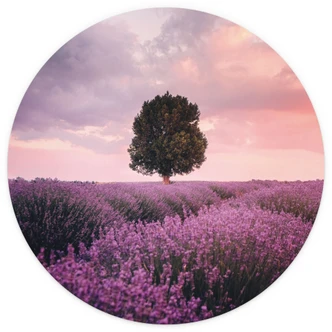 Fototapete Lila Lavendelfelder bei Sonnenuntergang - Cevik - Rund - Selbstklebend/Vlies 