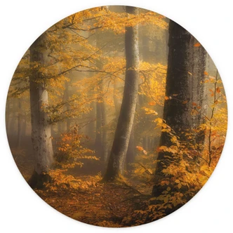 Fototapete Goldene Blätter im nebligen Wald - Maier - Rund - Selbstklebend/Vlies 