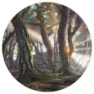 Fototapete Heiliger Kiefernwald - Ryu - Rund - Selbstklebend/Vlies 