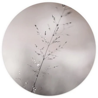 Fototapete Grashalm mit Tautropfen - Sillen - Rund - Selbstklebend/Vlies 