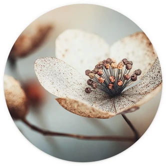 Wall Mural Floral wallpaper Boho dried flower macro - Treechild - Round - self-adhesive/non-woven 