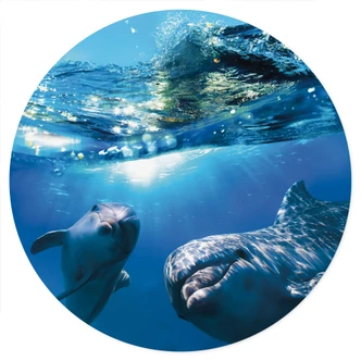 Dolfijnen Onderwater Muursticker - Rond Dolfijnen Onderwater Muursticker - Rond