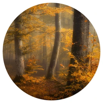 Wallsticker Gyllene löv i en dimmig skog - Maier - Rund 