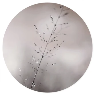 Naklejka na ścianę Źdźbła trawy z kroplami rosy - Parapet - Okrągła Naklejka na ścianę Źdźbła trawy z kroplami rosy - Parapet - Okrągła