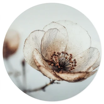 Wallsticker torr blomma beige natur poesi - Treechild - Rund 