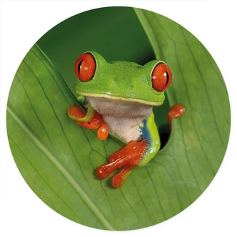 Muursticker boomkikker in het regenwoud - van Duijn - Rond Muursticker boomkikker in het regenwoud - van Duijn - Rond