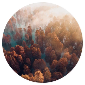 Vinilo decorativo bosque de otoño en la niebla - Ioricon - Redondo Vinilo decorativo bosque de otoño en la niebla - Ioricon - Redondo