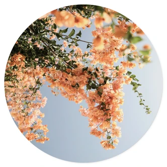 Wandtattoo Pfirsichfarbene Blüten in Assos - Shot by Clint - Rund 