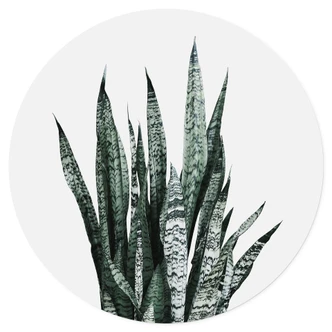 Wandtattoo Bogenhanf Pflanze - Sisi & Seb - Rund 