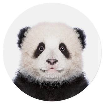 Adesivo murale Sisi & Seb - Baby Panda - Rotondo 