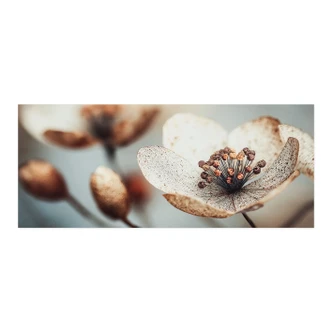 Selbstklebende Küchenrückwand Boho Trockenblume Makro - Treechild 