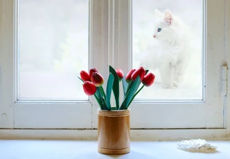Sichtschutzfolie Prexus - Weißer als Schnee - Panorama 
