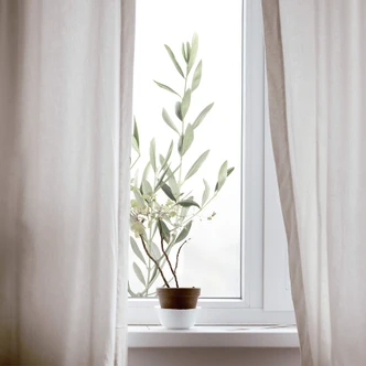 Sichtschutzfolie Sisi & Seb - Olivenzweig 