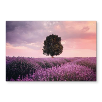Spritzschutz Lila Lavendelfelder bei Sonnenuntergang - Cevik 