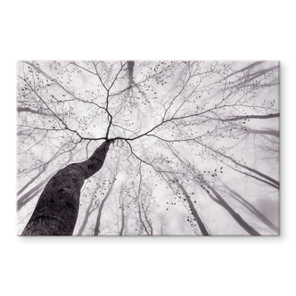 Crédence Pavlasek - Un regard sur la cime des arbres 