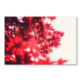 Spatscherm Esdoorn in de Herfst 