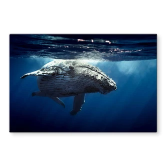 Pannello paraschizzi - Megattera 