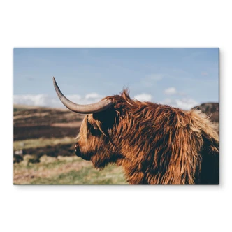 Spritzschutz - Highland Cow 02 