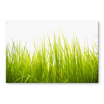 Spritzschutz Hohes Gras 