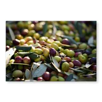 Spritzschutz Mediterrane Oliven 