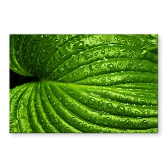 Pannello paraschizzi - Dopo la pioggia 