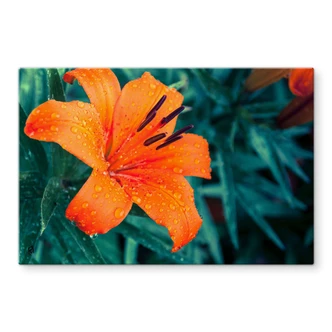 Crédence Fleurs tropicales 