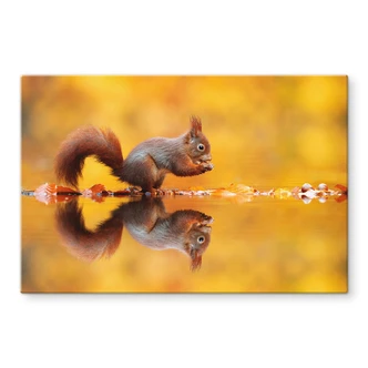 Spatscherm van Duijn - Eekhoorntje met Noot Spatscherm van Duijn - Eekhoorntje met Noot