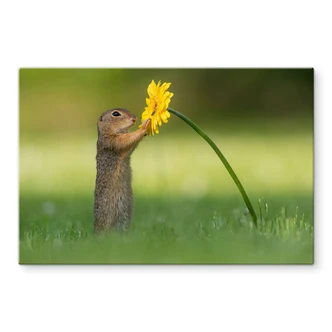 Spritzschutz van Duijn - Erdhörnchen hält Blume 