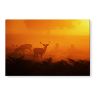 Spritzschutz Hirsche im Sonnenuntergang 