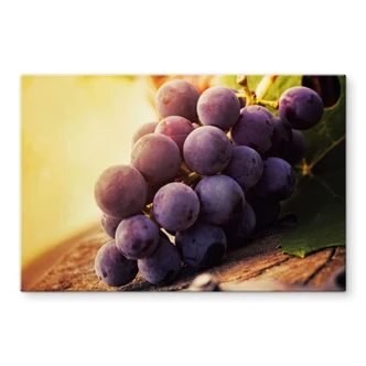 Spritzschutz Weinlese Spritzschutz Weinlese