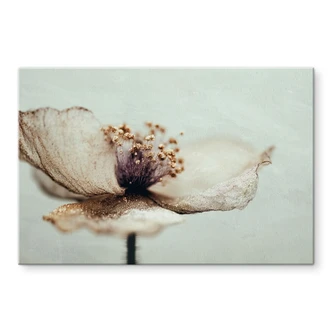 Spatscherm Delicate droogbloemen in beige - Treechild - Panorama 