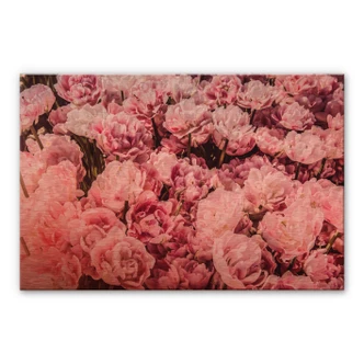 Spatscherm Kopereffect - Pioenrozen 