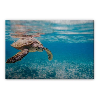 Crédence Tortue en voyage 