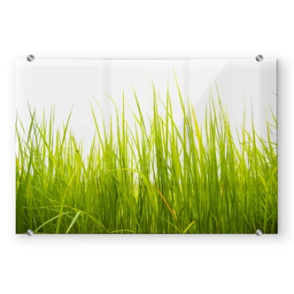 Pannello paraschizzi - Erba - trasparente Pannello paraschizzi - Erba - trasparente