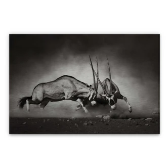 Pannello paraschizzi in Alu-Dibond - Il duello 