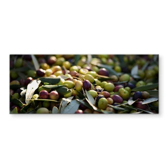 Spritzschutz Mediterrane Oliven - Panorama 