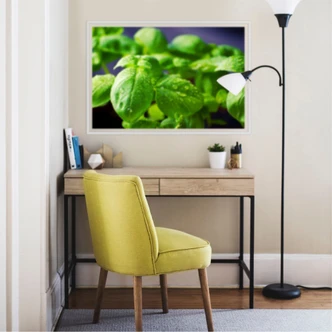 Wallprint Frisches Basilikum Wallprint Frisches Basilikum