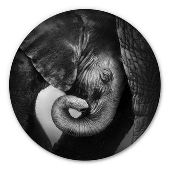 Alu-Dibond rond - Olifantenbaby 