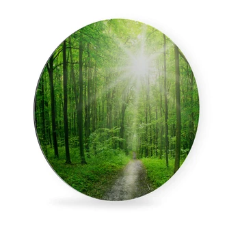 Wandcirkel Alu-Dibond - Sunny Forest 