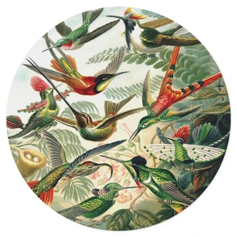 Muursticker Haeckel - Kolibries 