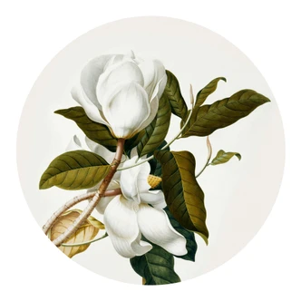 Muursticker rond Ehret - Magnolia 