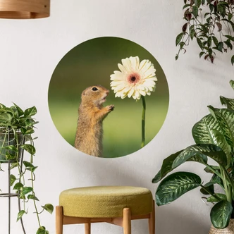 Muursticker rond Dick van Duijn - Eekhoorn met Gerbera Muursticker rond Dick van Duijn - Eekhoorn met Gerbera