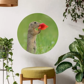 Muursticker Rond Dick van Duijn - Eekhoorn met Klaproos 